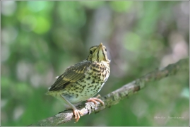 <p>DROZD KVÍČALA (Turdus pilaris)</p>